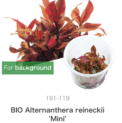 Mizu Kuza Alternanthera reineckii mini