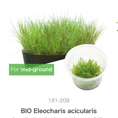 Mizu Kuza Eleocharis acicularis