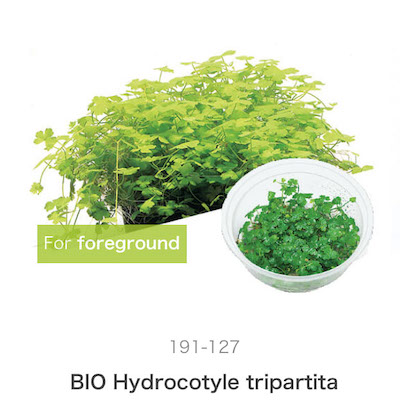 Mizu Kuza Hydrocotyle tripartita