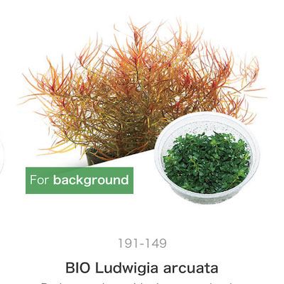 Mizu Kuza Ludwigia arcuata