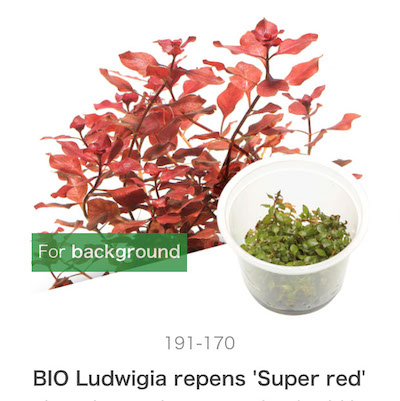 Mizu Kuza Ludwigia repens 'Super red'