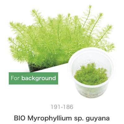 Mizu Kuza Myriophyllum sp. guyana