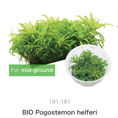 Mizu Kuza Pogostemon helferi