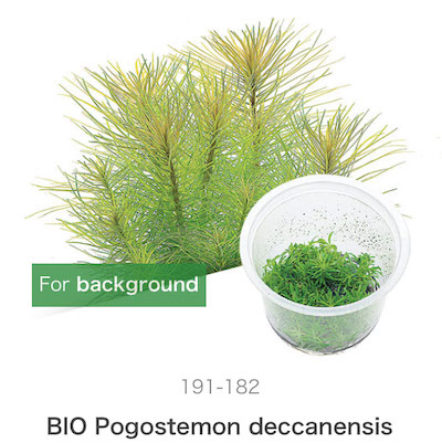 Mizu Kuza Pogostemon deccanensis