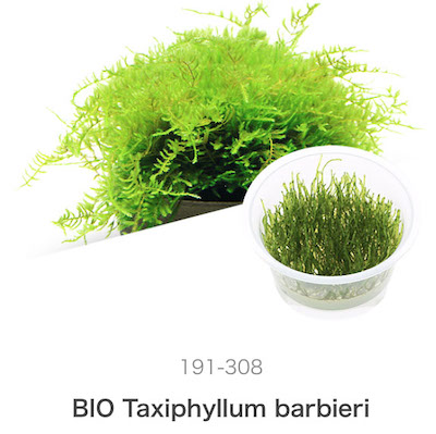 Mizu Kuza Taxiphyllum barbieri