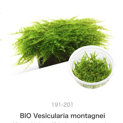 Mizu Kuza Vesicularia montagnei