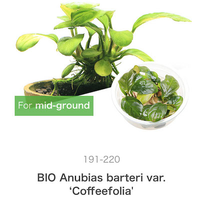 ADA Anubias bartering var. 