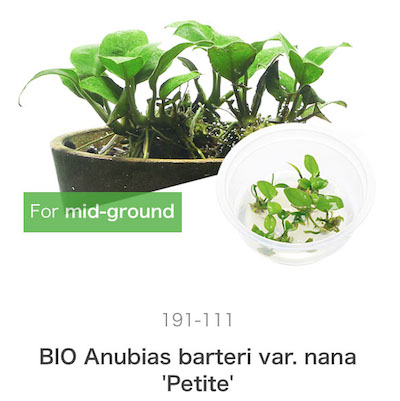 ADA Anubias bartering var.nana 'Petite'