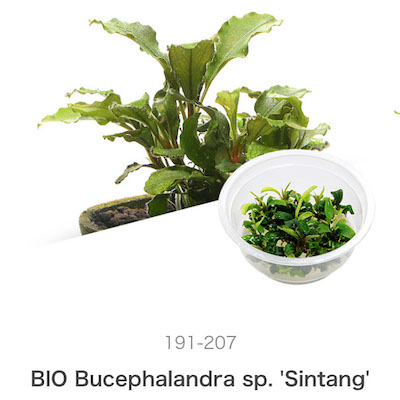 ADA Bucephalandra sp. 'SIntang'