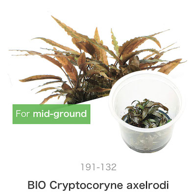 Mizu Kuza Cryptocoryne Axelrodi