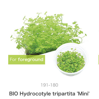 Mizu Kuza Hydrocotyle tripartita 'Mimi'