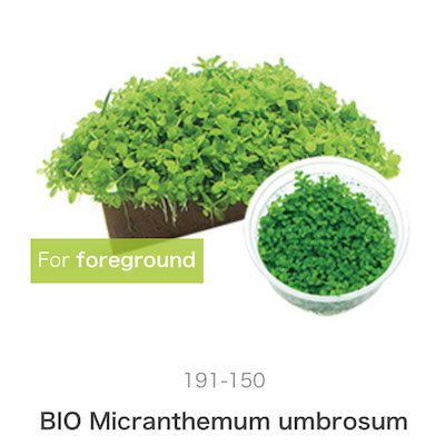 Mizu Kuza Micranthemum umbrosum