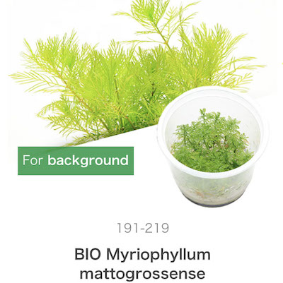 ADA Myriophyllum mattogrossense