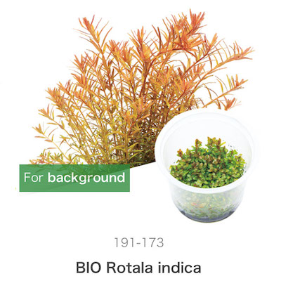 Mizu Kuza Rotala indica