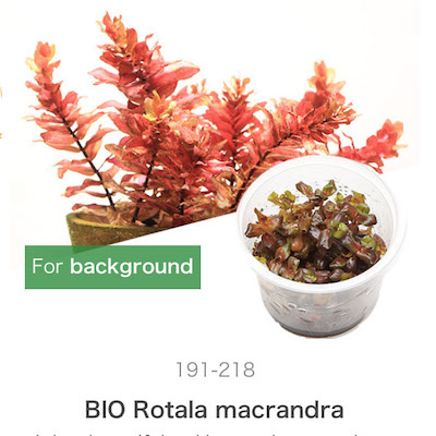 Mizu Kuza Rotala macranda