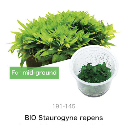 ADA Staurogyne repens