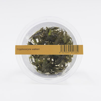 Mizu Kuza Cryptocoryne walkeri