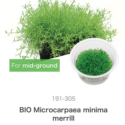 ADA Microcarpaea minima merrill