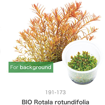 Mizu Kuza BIO Rotala rotundifolia