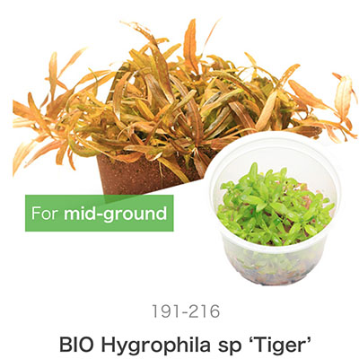Mizu Kuza Hygrophila sp ‘Tiger’